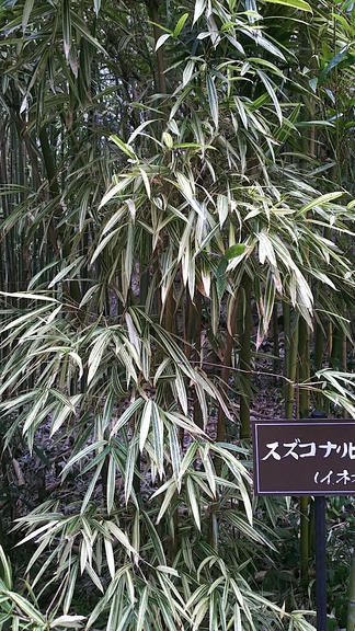 竹林公園 竹の美ゃ 剪定 造園 庭園 山林管理の樹木屋さん